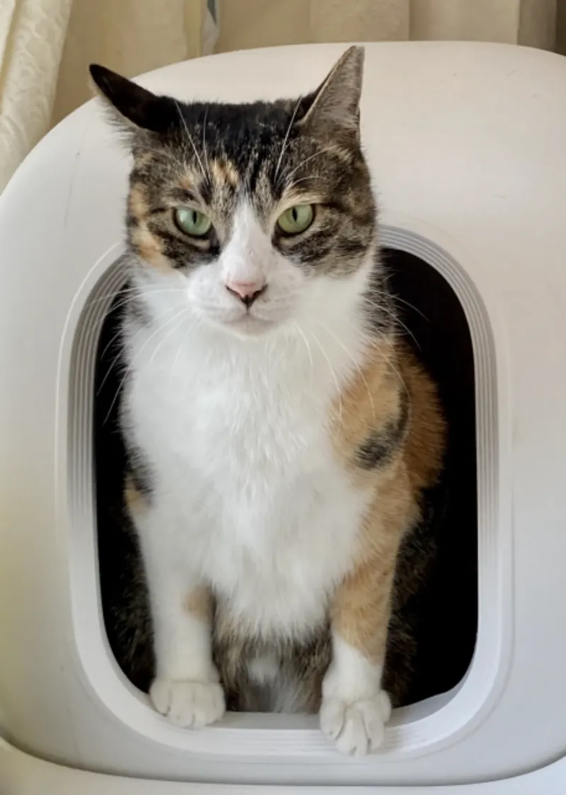 猫が自動トイレを使ってくれない